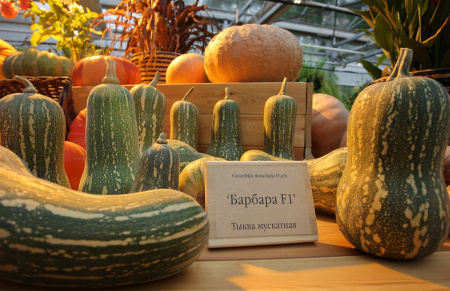 тыква Барбара F1 (5шт) Sakata